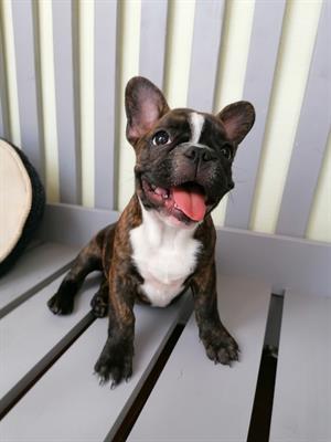 Cuccioli di Bulldog Francese