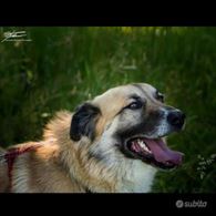 Cane da adottare - gratis
