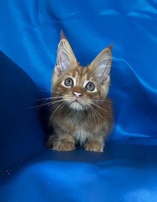 Gattini maine Coon