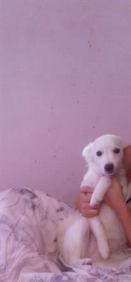 Cuccioli volpino italiano bianco