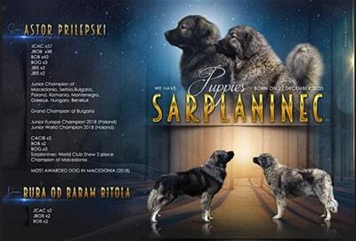 Pastore Della Ciarplanina (Sarplaninac)