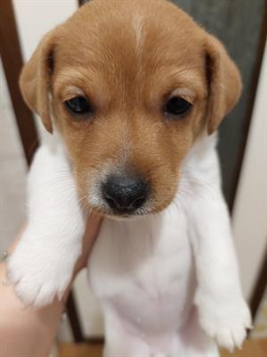 Disponibili due cucciole di Jack Russell