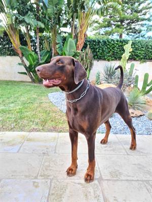 Dobermann per accoppiamento.