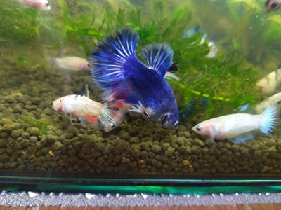 Betta Show HM LF maschi e femmine