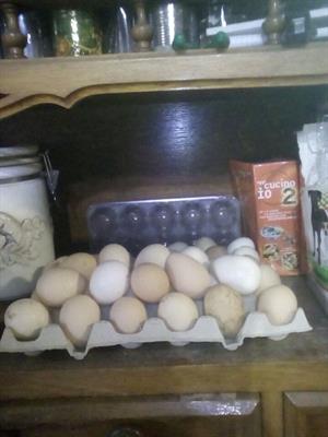 Uova fertili da galline alllevate libere