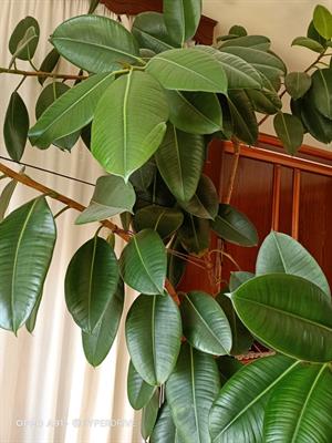 PIANTA DI FICUS - Foto 2