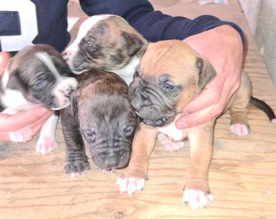 Cuccioli di Razza pitbull UKC - Anteprima 1