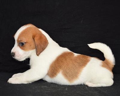 Jack Russell Terrier - Cuccioli Altamente Selezionati, modello B - Foto 3
