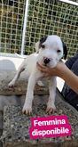 Foto 2 Cuccioli - Selezione amatoriale cede per recupero
