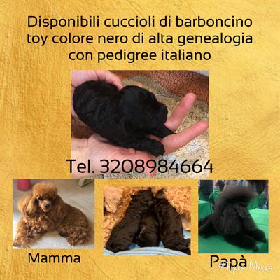 Cuccioli Barboncino Toy