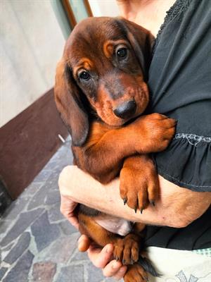 Vendita cuccioli cane da caccia - Anteprima 1