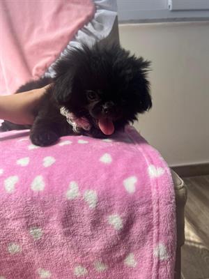 Chihuahua femmina con pedigree, a pelo lungo - Foto 2