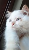 Foto 5 Gattini Persiani 3 mesi