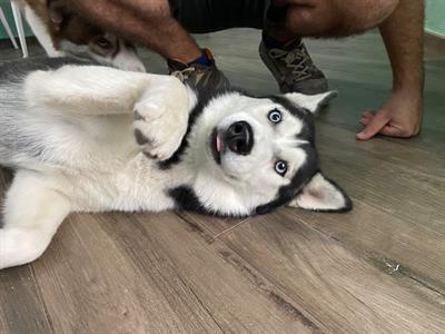 Siberian Husky da accoppiamento - Foto 2