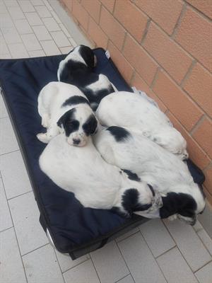 Cuccioli di Setter Inglese