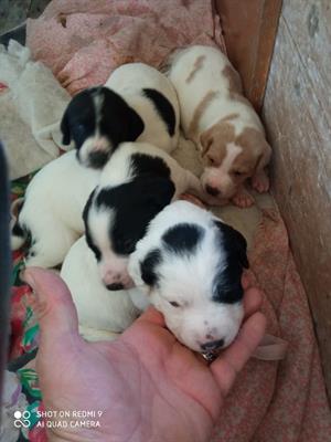 Cuccioli di bracco pointer a 300€ l'uno