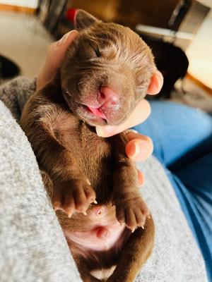  10 cuccioli di American Pitbull