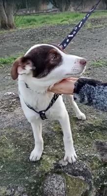 ANTONY Cucciolo 6 mesi mix Border Collie - Foto 2