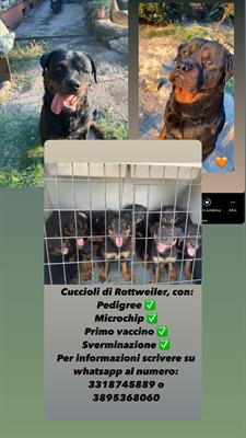 Cuccioli Rottweiler 3 mesi