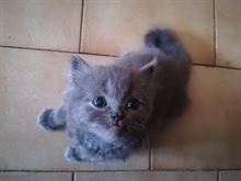 Cuccioli persiani puri normotipo