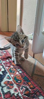 Cuccioli soriani