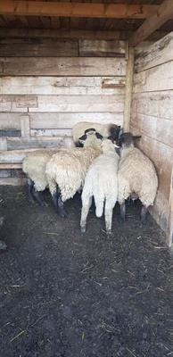 4 pecore + 1 montone - Foto 5