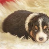 Bellissimi cuccioli Australian Shepherd,