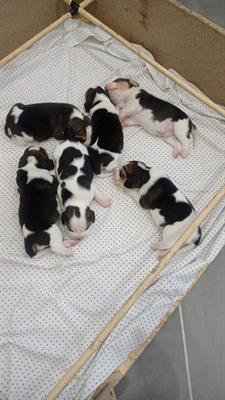 Beagle con pedigree