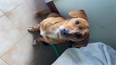 Cercasi CAGNOLINA per accoppiamento