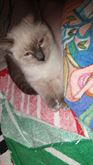 Foto 3 Splendidi cuccioli thai (siamesi tradizionali)