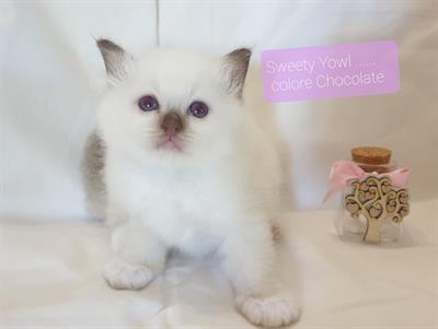 Cuccioli Sacro di Birmania Disponibili da compagnia