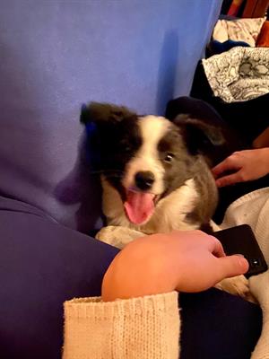 Cucciolo Maschio di 2 Mesi Border Collie
