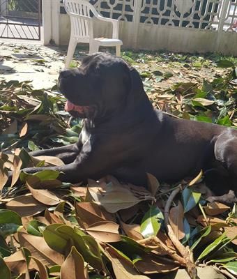 CERCO CANE CORSO FEMMINA DA ACCOPPIARE