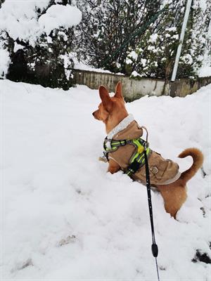Cercasi cagnolina - Foto 2
