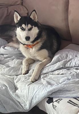 Siberian Husky da accoppiamento - Foto 3