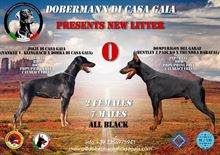 Cuccioli Dobermann