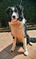 Border collie cucciolo