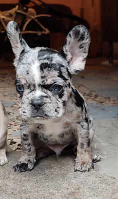 Bulldog francese lilac merle - Foto 5
