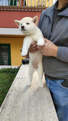 Cucciolo shiba inu