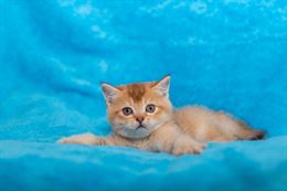Foto 4 Cuccioli scottish Straight e Fold
