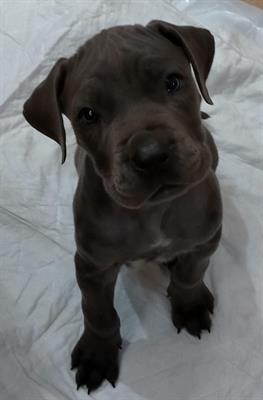 Cuccioli di Corso