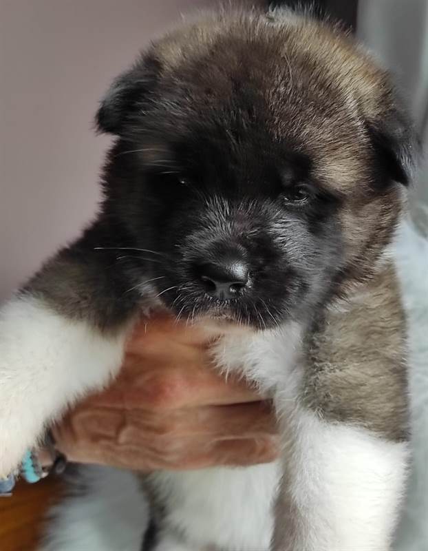 Foto 8Cuccioli akita americano