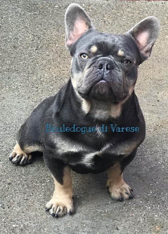Foto 6Bulldog francese Blue, colore Tan