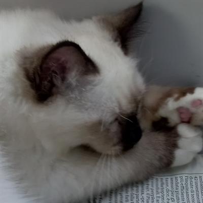 Cuccioli Sacro di Birmania con pedigree - Foto 3