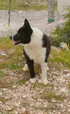 Cane da Cinghiale