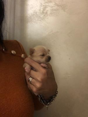 Chuhuhua toy
