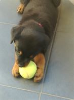 Rottweiler