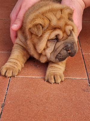 Sharpei altissima geneologia