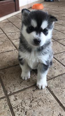 Cuccioli Siberian Husky