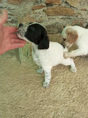 Cuccioli Setter Inglese